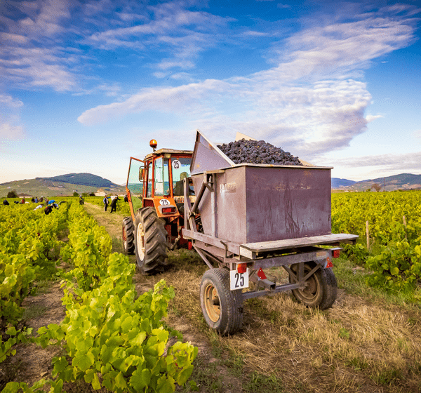 VENDANGES2020-600